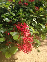 Ixora coccinea