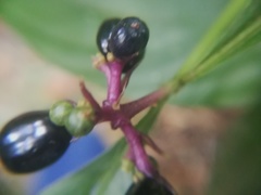 Magnoliopsida