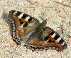 Aglais caschmirensis