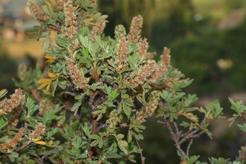 Leucosidea sericea Eckl. & Zeyh.