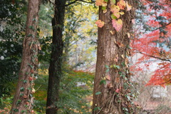 Taxus cuspidata