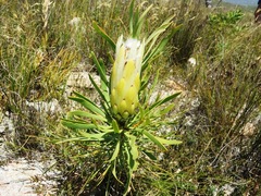 Protea longifolia × repens