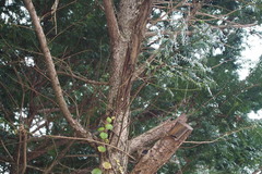 Taxus cuspidata