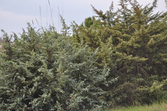Juniperus macrocarpa