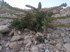 Hyoscyamus desertorum
