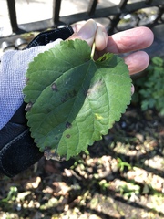 Cercospora moricola