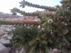 Hyoscyamus desertorum