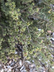 Pultenaea procumbens