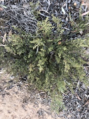 Pultenaea procumbens