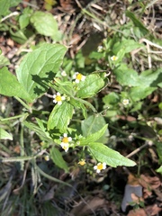 Galinsoga quadriradiata