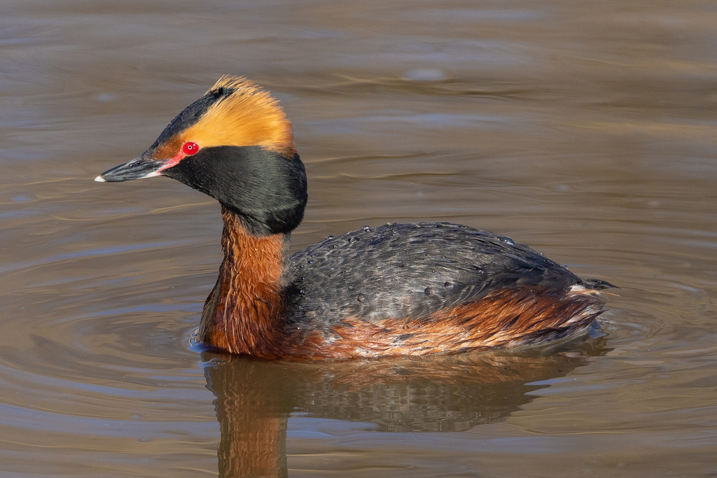 Faune et flore du pays - Le Canard colvert