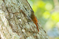 Sittasomus griseicapillus image