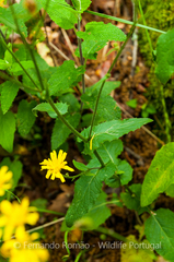 Crepis lampsanoides