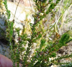 Erica serrata