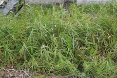 Phragmites japonicus