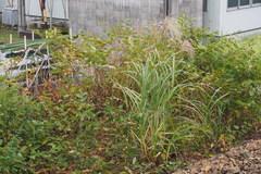 Miscanthus sinensis