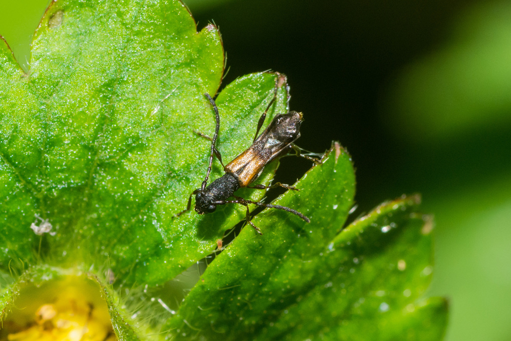 Brachypteromini