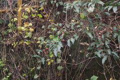 Euonymus hamiltonianus sieboldianus