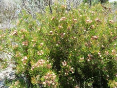 Serruria inconspicua