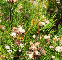 Serruria inconspicua