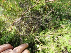 Serruria inconspicua