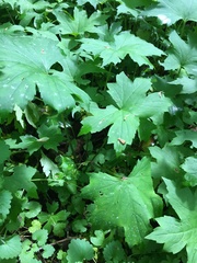 Hydrophyllum canadense