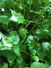 Hydrophyllum canadense