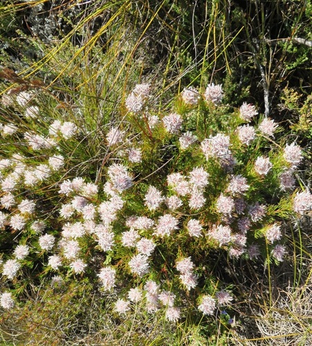 Image of Serruria rostellaris by (c) linkie, some rights reserved (CC BY)