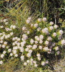 Serruria rostellaris