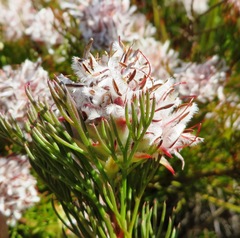 Serruria rostellaris