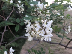 Robinia pseudoacacia