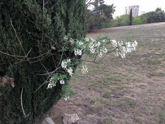 Robinia pseudoacacia