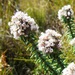 Kogelbergia verticillata - Photo (c) linkie, μερικά δικαιώματα διατηρούνται (CC BY), uploaded by linkie