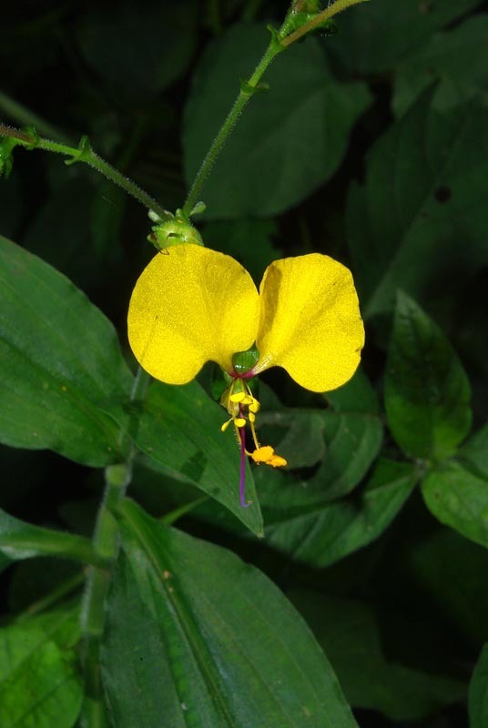 Clinging Aneilema