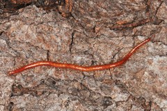 Strigamia bothriopus