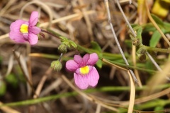 Nemesia denticulata