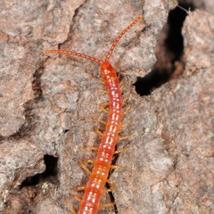 Strigamia bothriopus