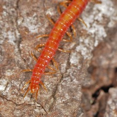 Strigamia bothriopus