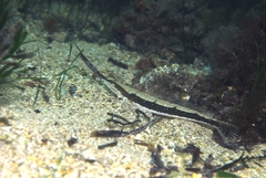 Platycephalus laevigatus