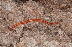Strigamia bothriopus