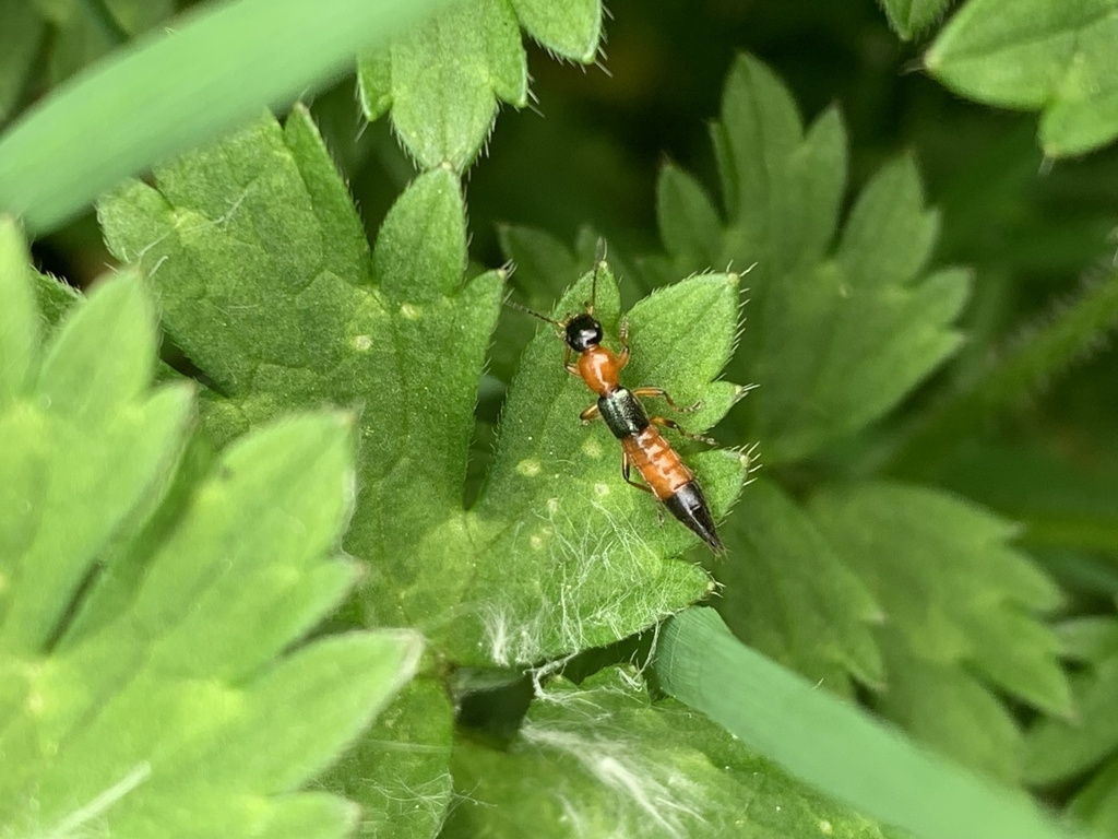 Paederus caligatus