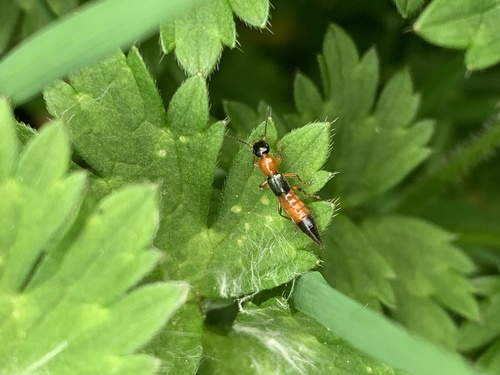 Paederus caligatus