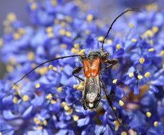 Molorchus longicollis