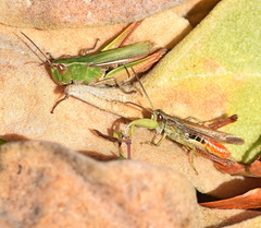 Chorthippus dichrous