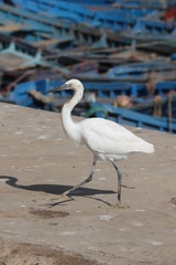 Egretta garzetta