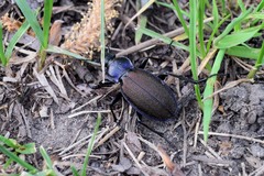 Carabus regalis
