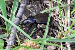 Carabus regalis