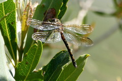 Syncordulia legator