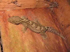 Thecadactylus solimoensis