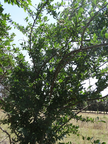 Image of Crataegus mexicana by (c) Juan Rafael Rodríguez Razgado, some rights reserved (CC BY)